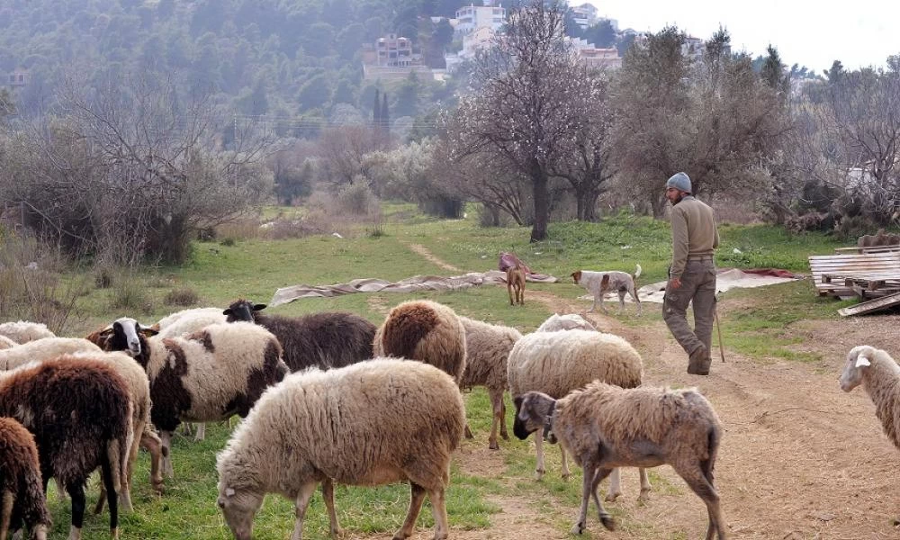 Μυτιλήνη: Το ευχαριστώ των μεταναστών - Δεν αφήνουν ζώο για ζώο!